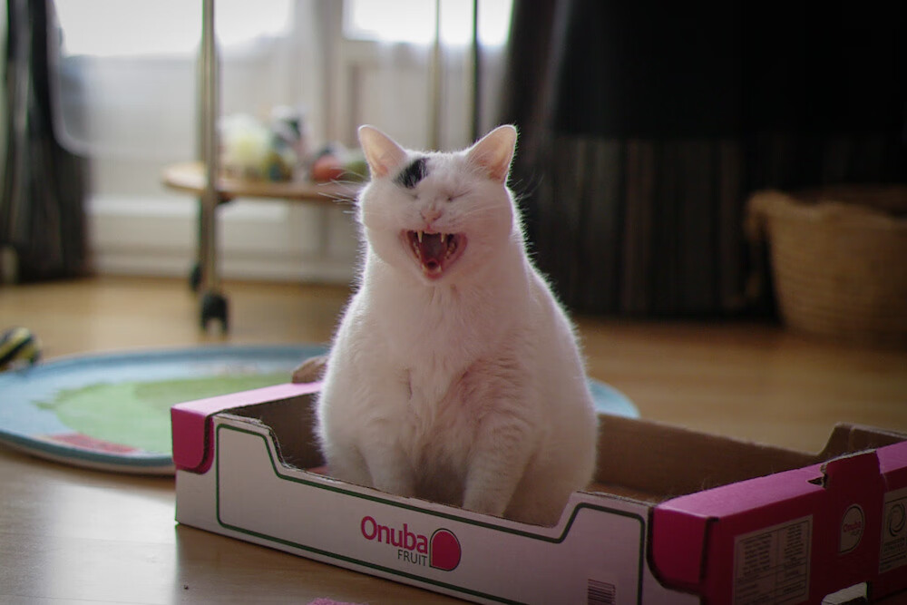 _森林狼士气爆棚,目标冲击季后赛_,森林狼新赛季赛程