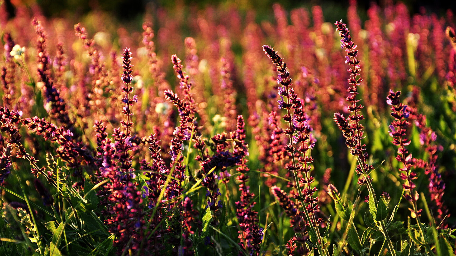 世俱杯专业体育赛事直播平台-“新赛季中超外援政策调整引发热议”，新赛季中超外援上场人数