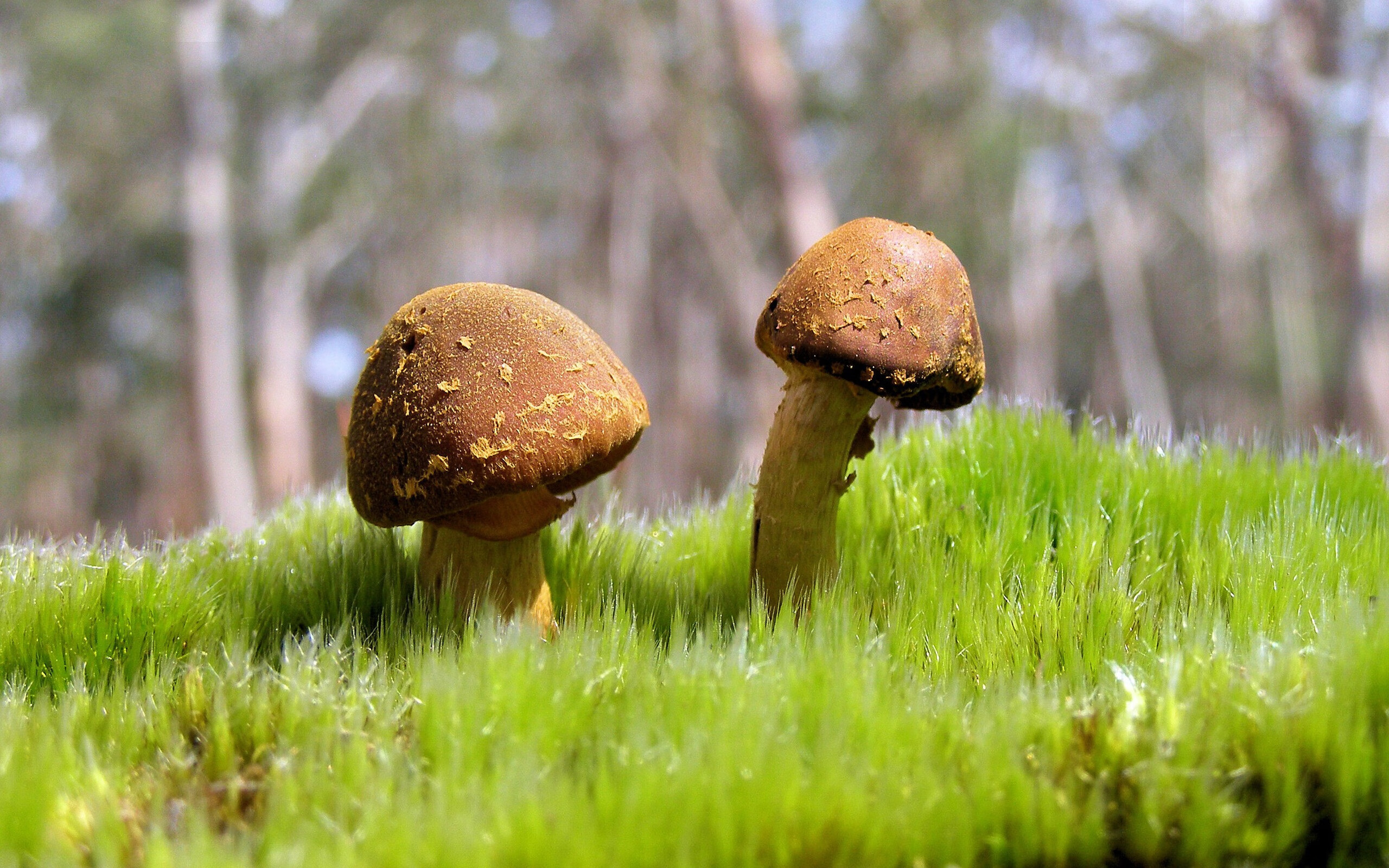 “荒野拼 Arena:沙漠、森林的极速比拼”,沙漠荒野求生物品排序