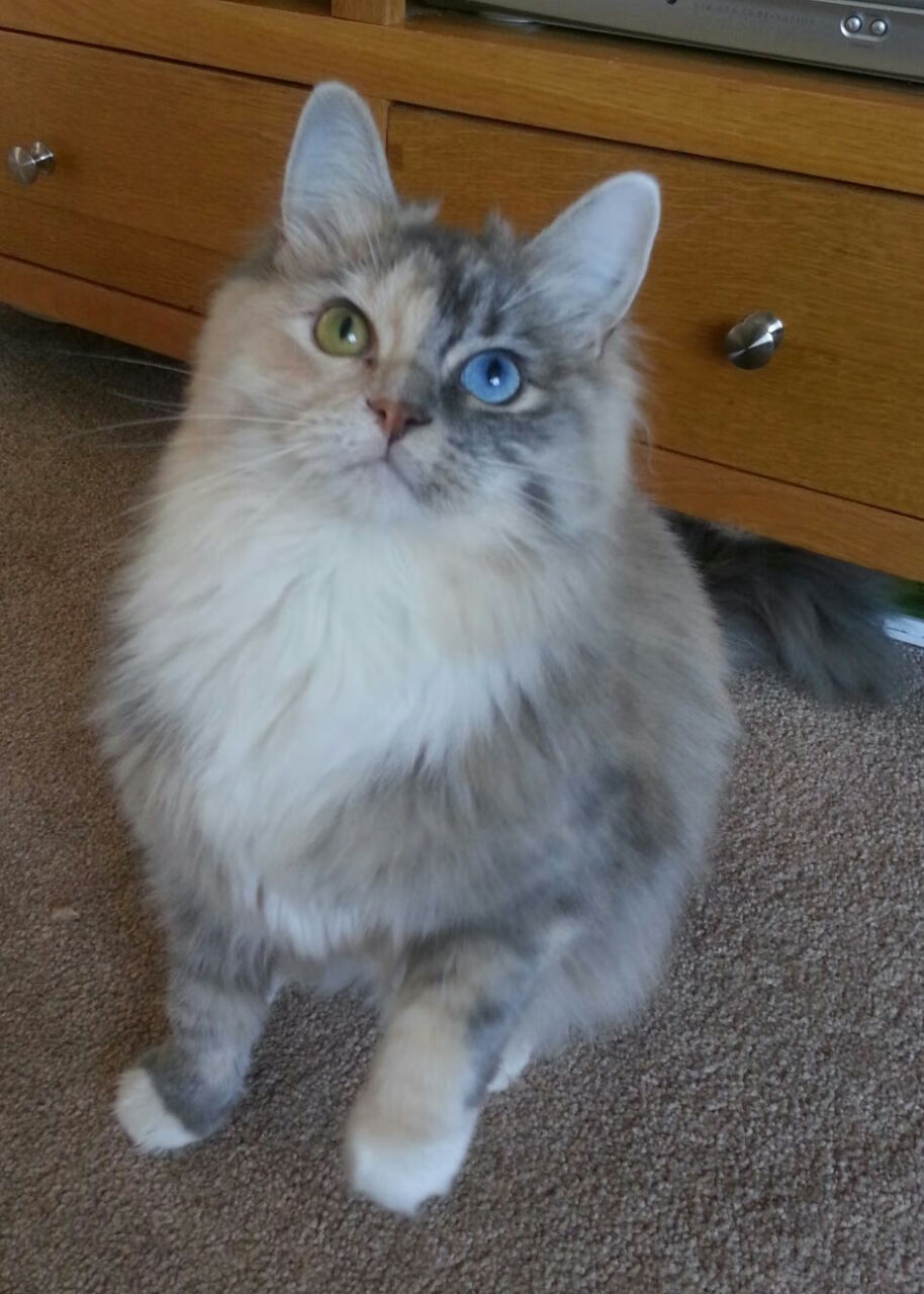 世俱杯比赛视频在线观看-“足球+旅游+文化”融合新产业生态在多地落地，行业持续繁荣