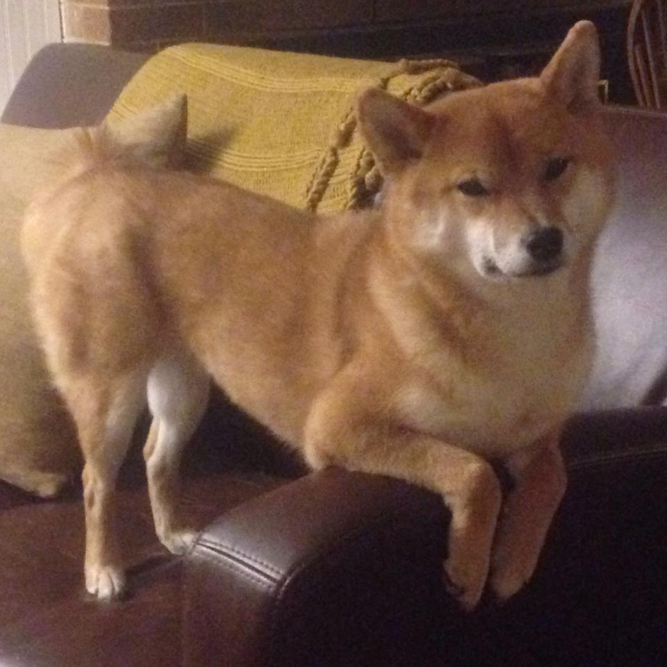 《年度最期待的电竞新赛制:规则变革带来的新体验》,电竞新增赛事