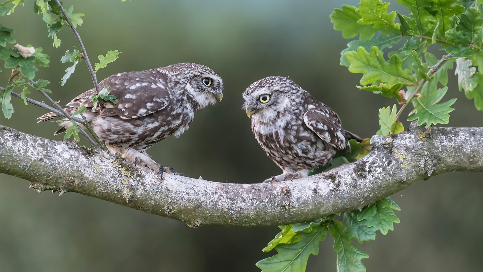 2025世俱杯-【平局加时赛】延长赛中的战术调整与规则漏洞，加时赛时长