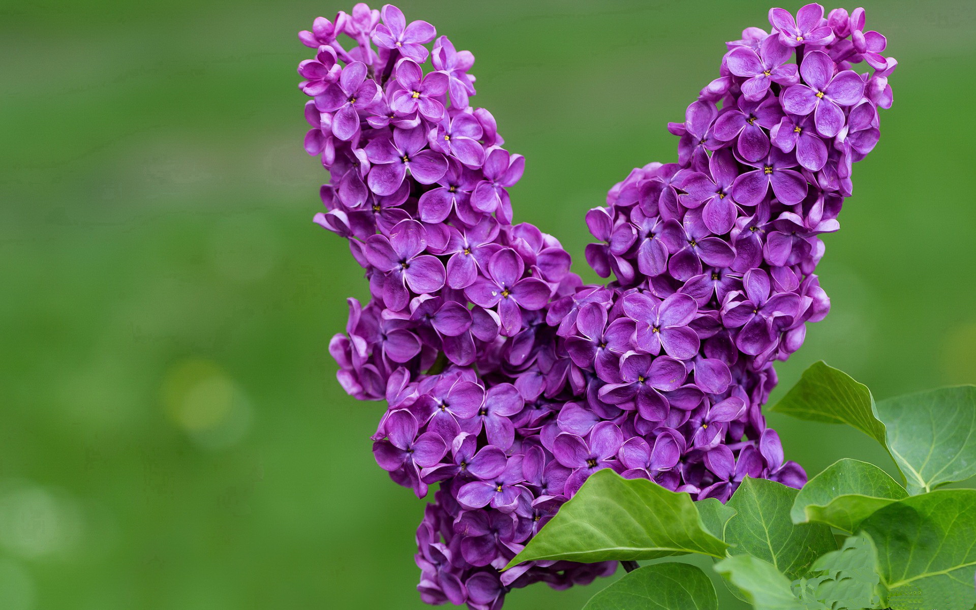 世界联动:NBA与全球篮球文化的交融,nba和篮球