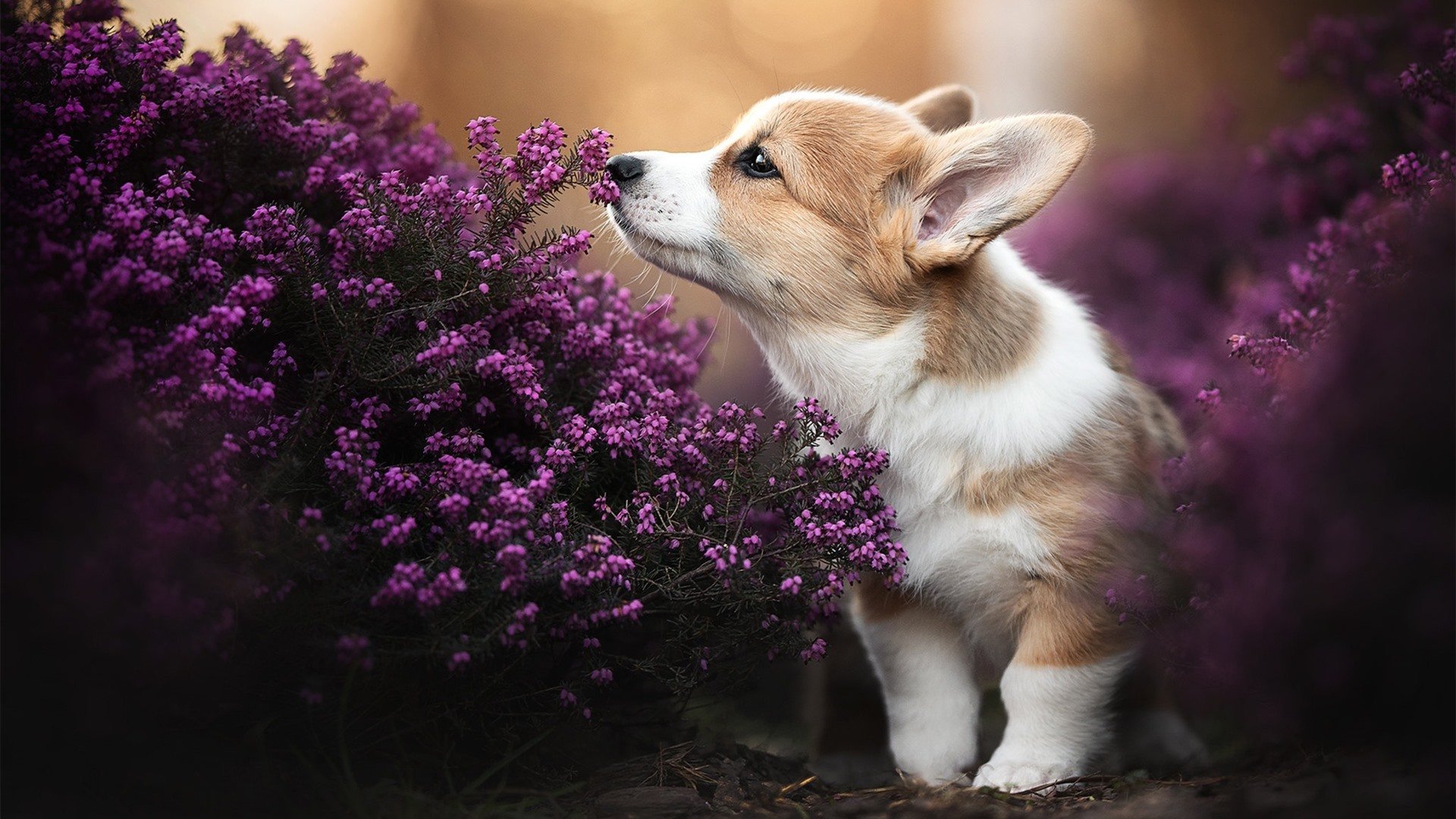 全民运动汇:跨年龄的健康生活