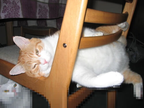 哥伦比亚马术协会开展马匹福利宣传活动,提升公众意识。,哥伦比亚马戏团电影完整版在线观看