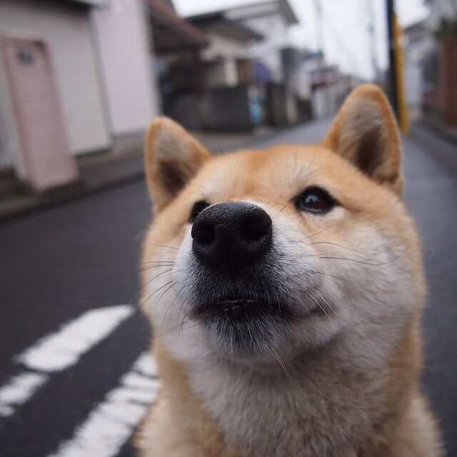 哥伦比亚马术协会开展马匹福利宣传活动,提升公众意识。,哥伦比亚马戏团电影完整版在线观看