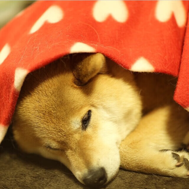 世俱杯2025全程直播-活塞爆冷击败猛龙！，活塞vs