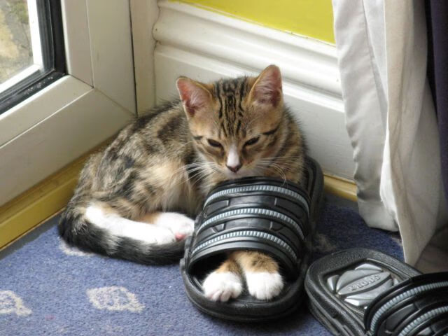 电动化浪潮:F1新能源赛车的未来,f1 电动