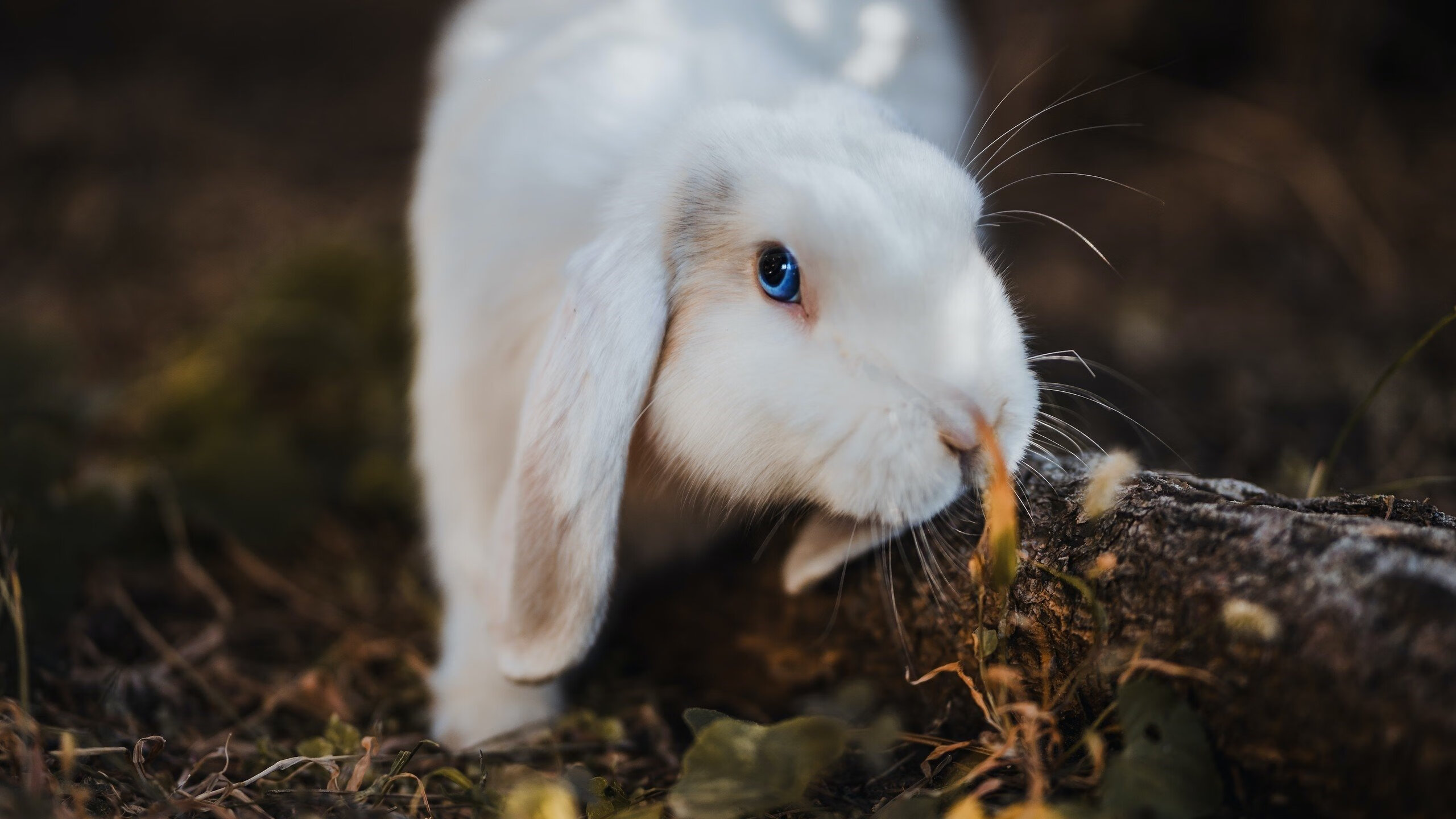 青少年篮球创新创业基地在全国多地落成,带动区域体育产业升级