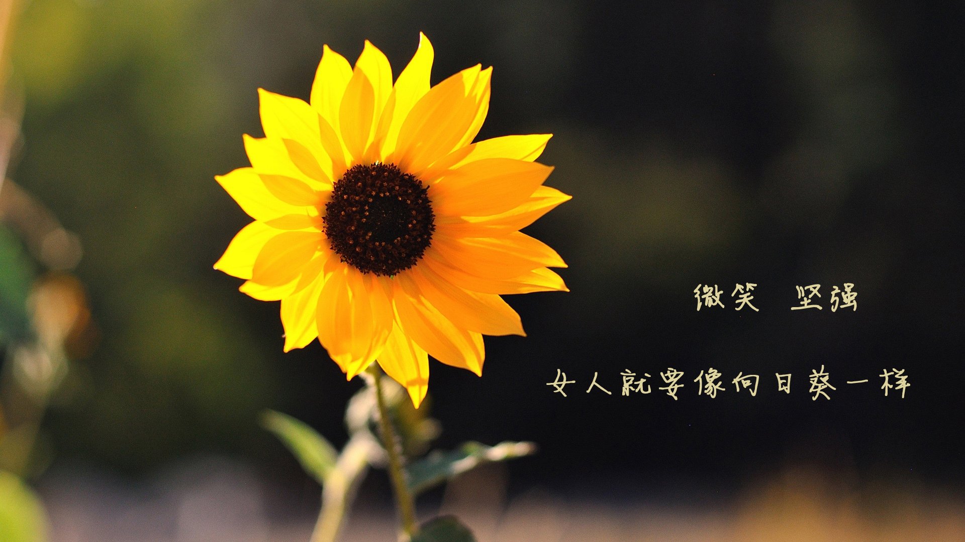 同曦队年轻球员成长迅速,同曦队主场