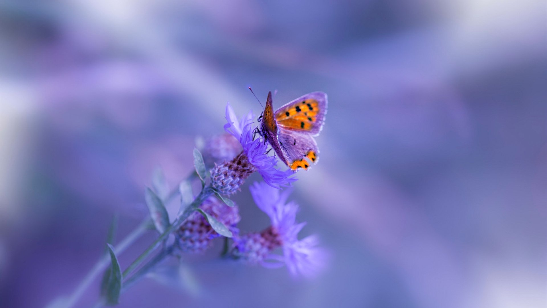 巴列卡诺奇迹逆转,率先打破平局,巴列卡诺青训