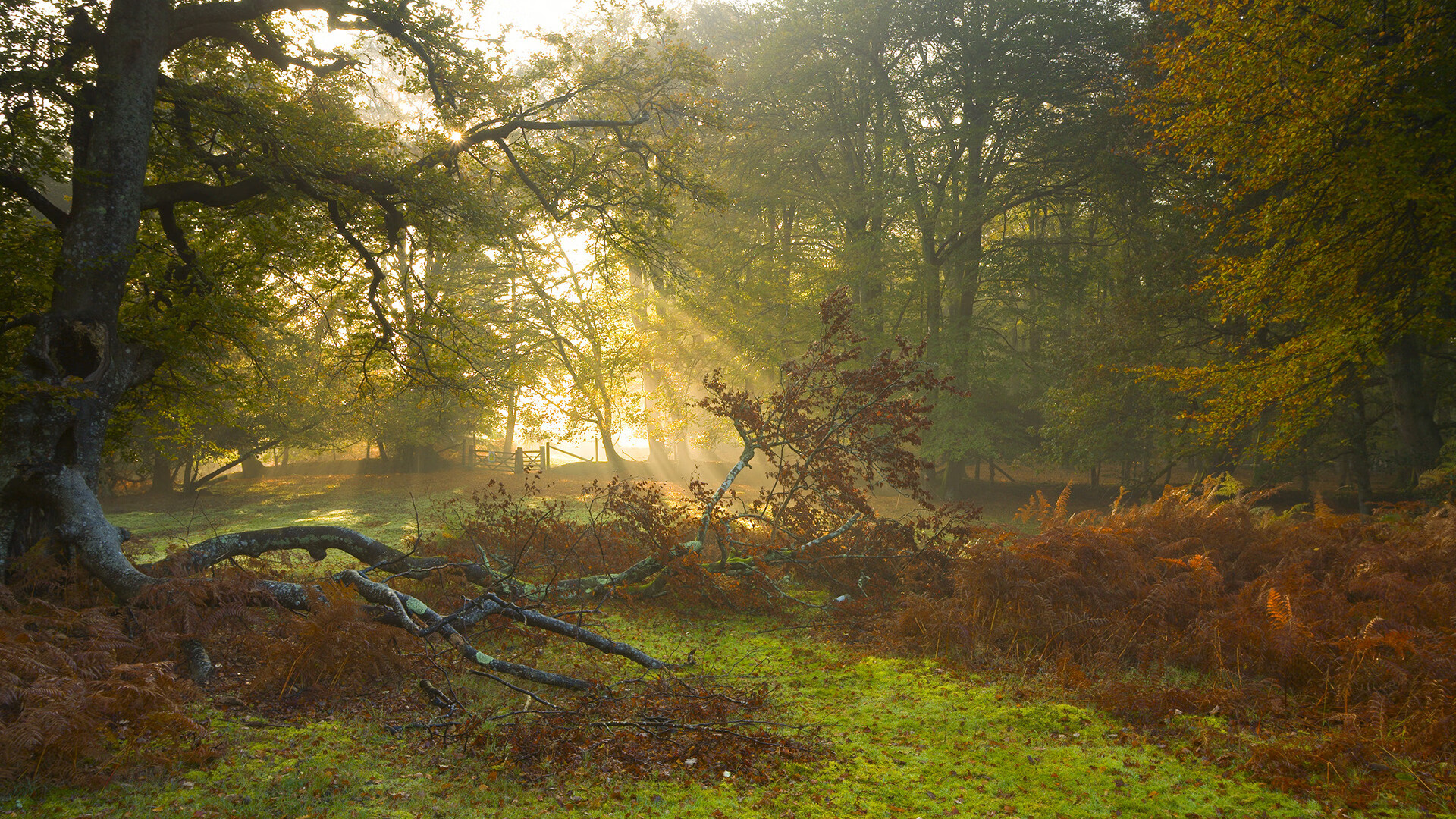 快船队签下自由球员波格丹洛维奇,波格丹诺维奇臂展