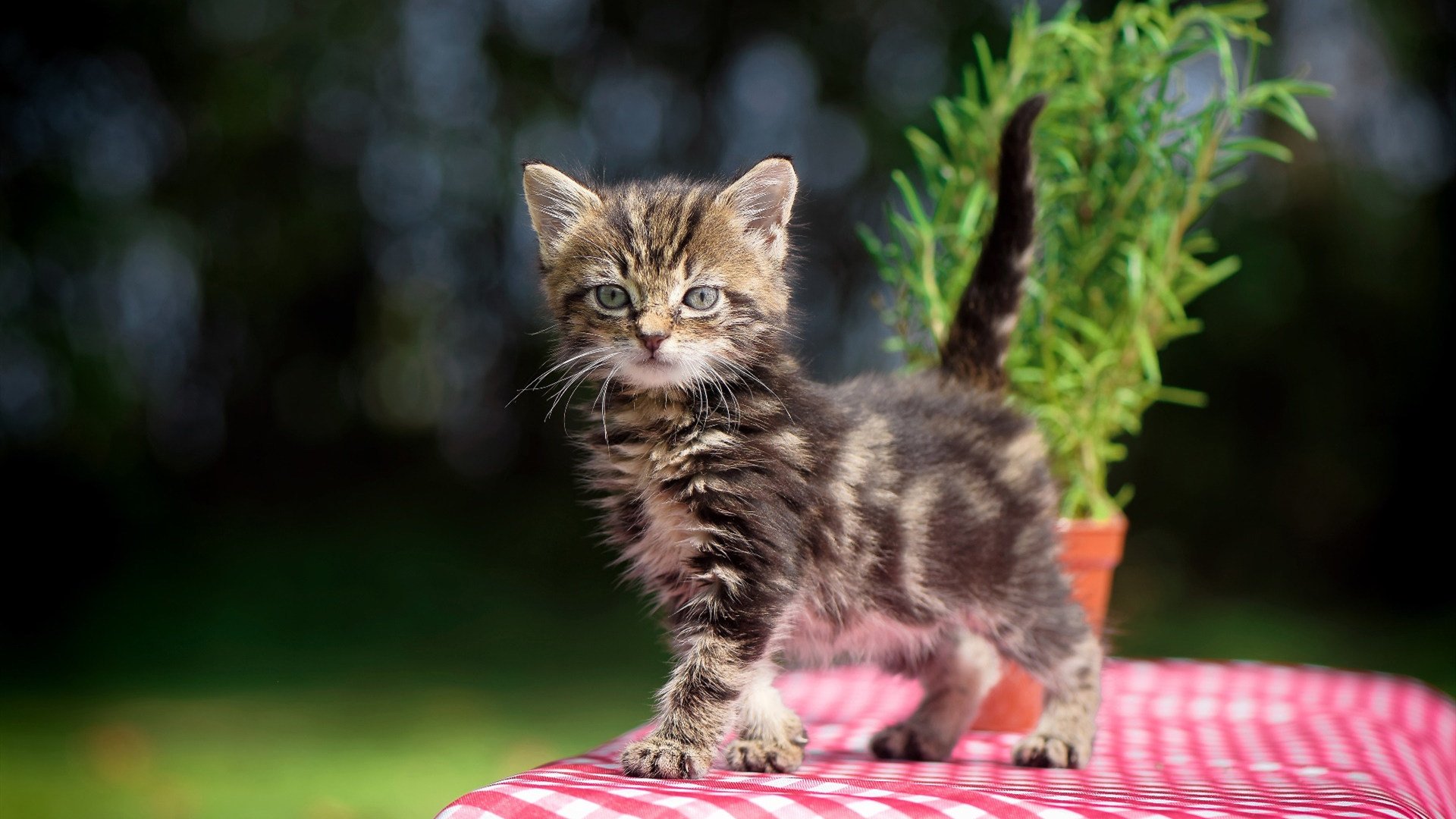 俱乐部世界杯-曼城豪取五连胜 队员表现出众，曼城5_1曼联