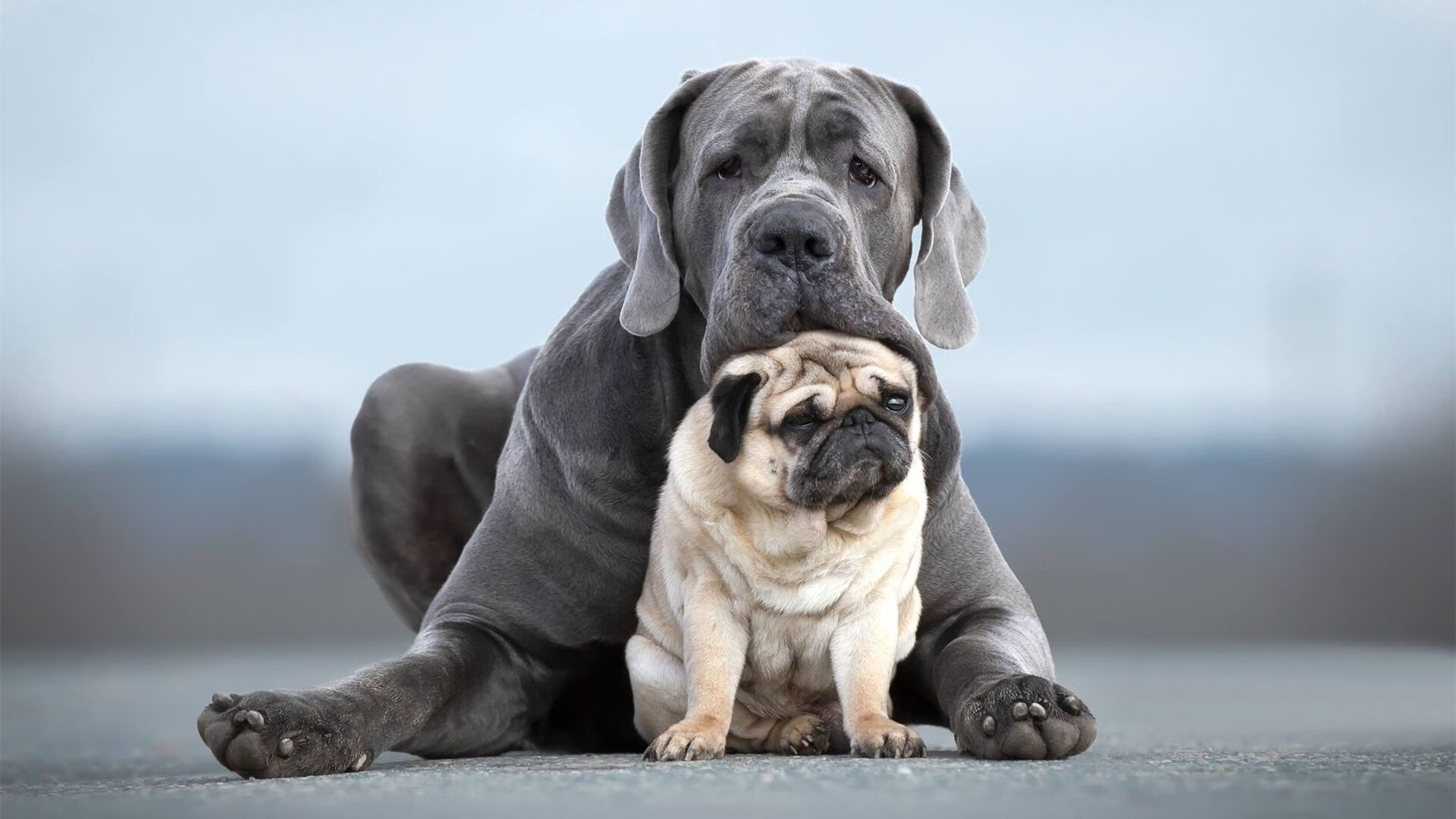 艾菲斯欧冠季后赛止步四强,力争新赛季突破,欧篮艾菲斯