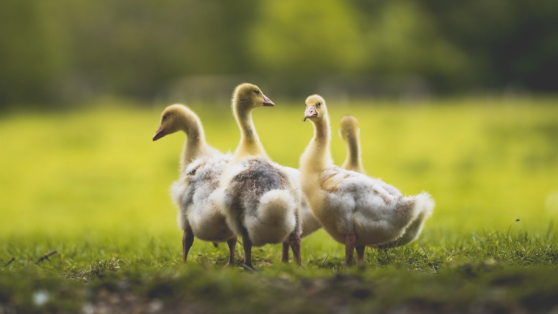 中国瑜伽公开赛圆满落幕,选手表现精彩,2021瑜伽大赛