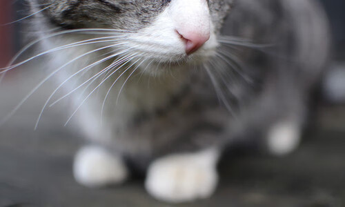 广东队加强对抗训练提升内线强度,广东队太强了