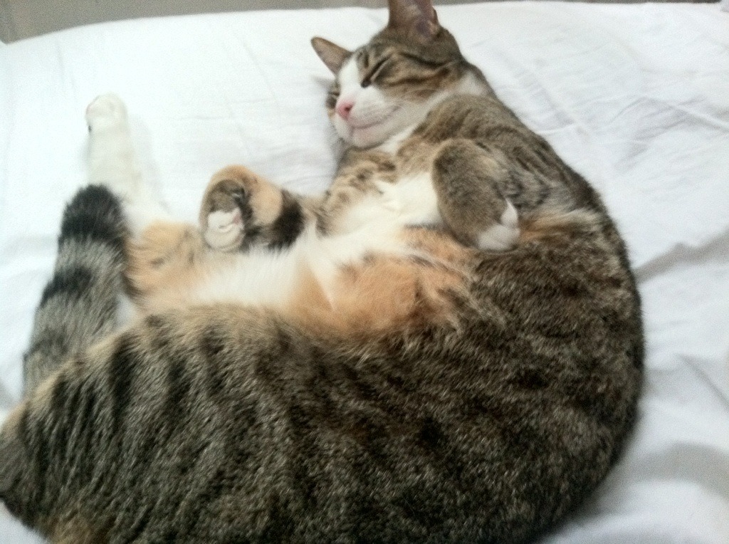 波兰队在国际乒联混合团体世界杯的出色表现分析,波兰国家队世界杯阵容