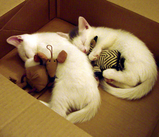 世俱杯2025-赛季后程外援是否比本土球员更易体能下滑，新赛季外援规则