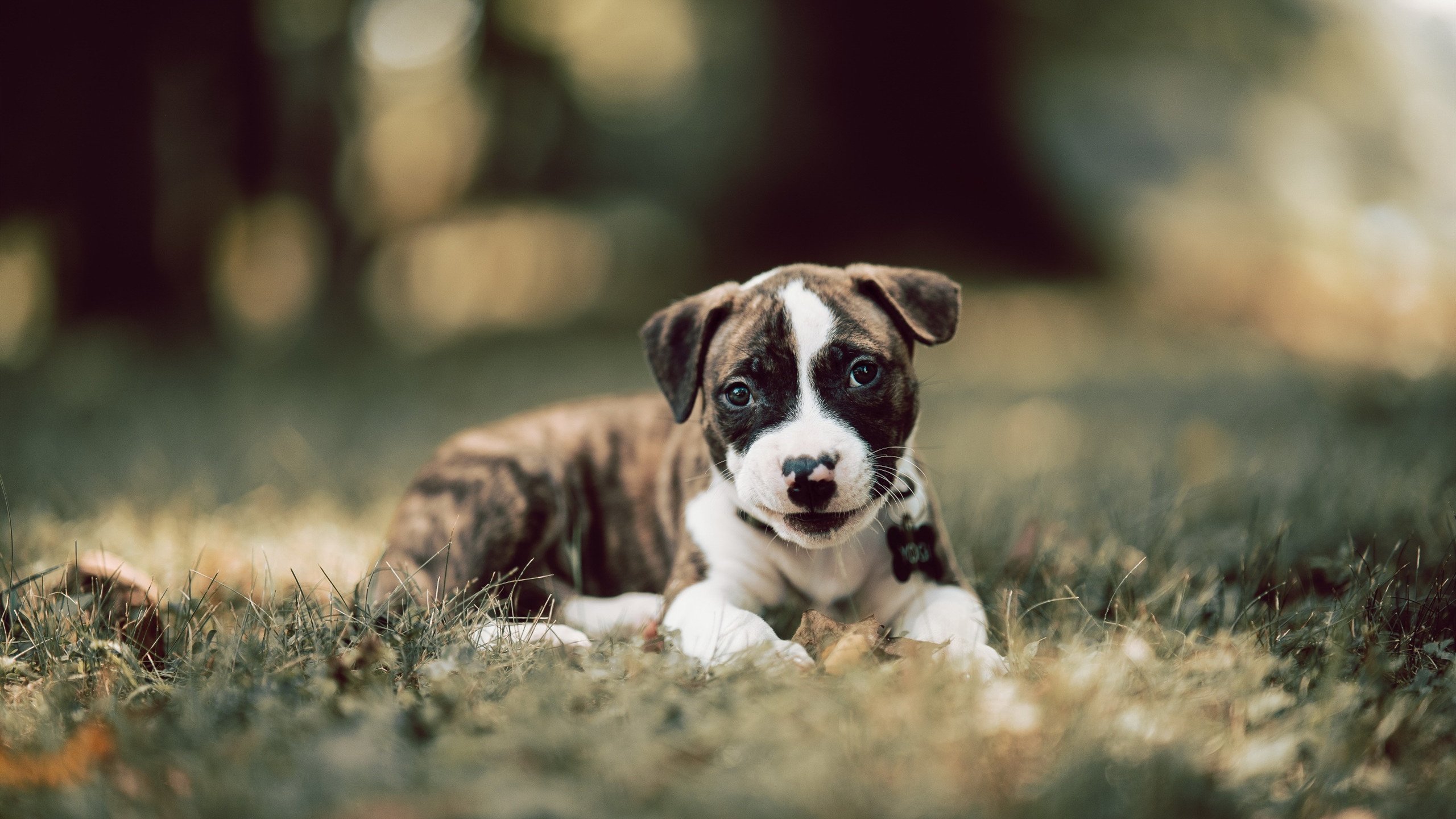 世俱杯直播-乔·波尔曼的突破性进攻和精准传球，帮助袋鼠队屡屡打破防线，乔丁·波尔特