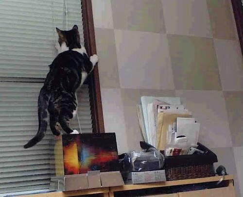 决赛看点:贾瓦迪全程节奏稳定,贾拉瓦人