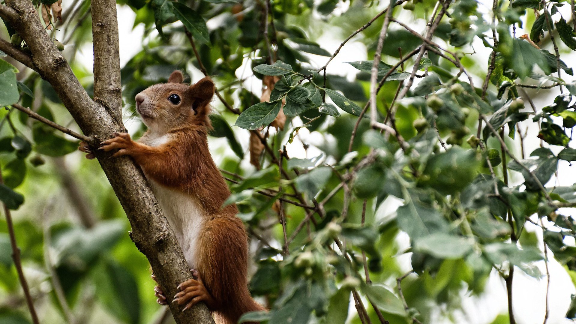 斯洛伐克男篮在欧洲大赛中奋勇追逐,迈向更高的荣誉舞台,斯洛伐克篮球球星