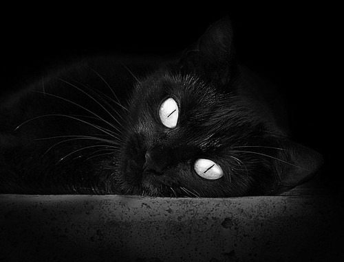 法甲外援融入城市生活报道,法甲能上几个外援