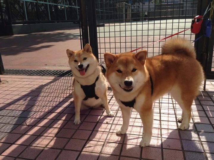 火箭签约新东家NBA总决赛,nba火箭新秀